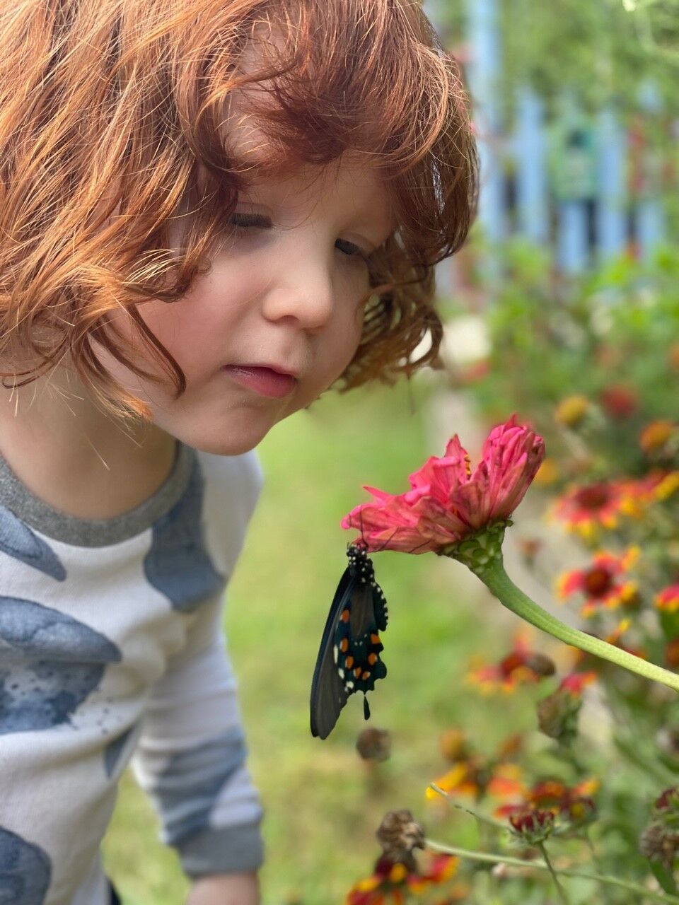 Katy’s son watches a recently emerged Pipevine Swallowtail finish drying its wings